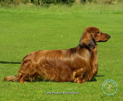 Dachshund 9R088D-082.JPG